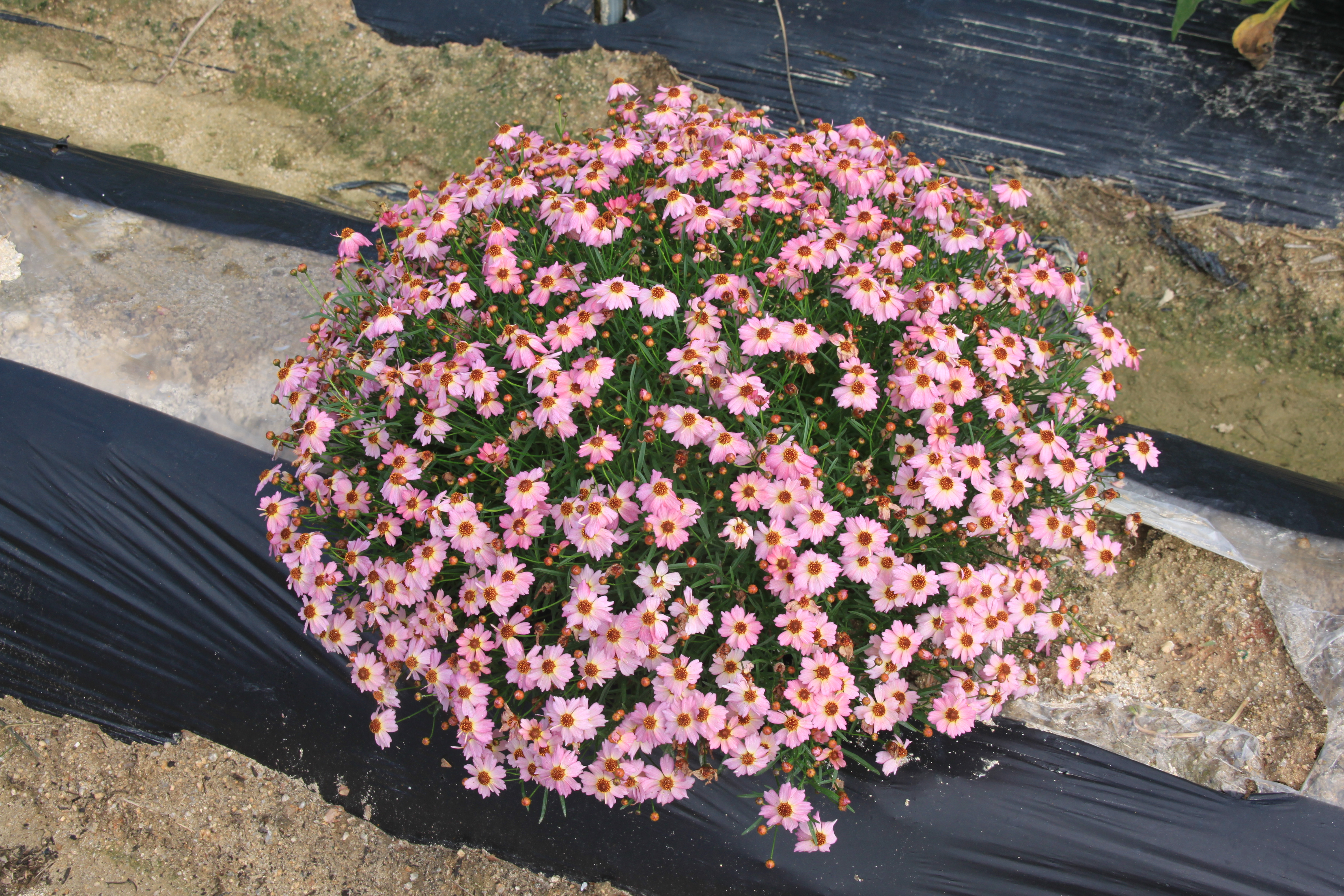 Coreopsis rosea 'URIdream Pink’